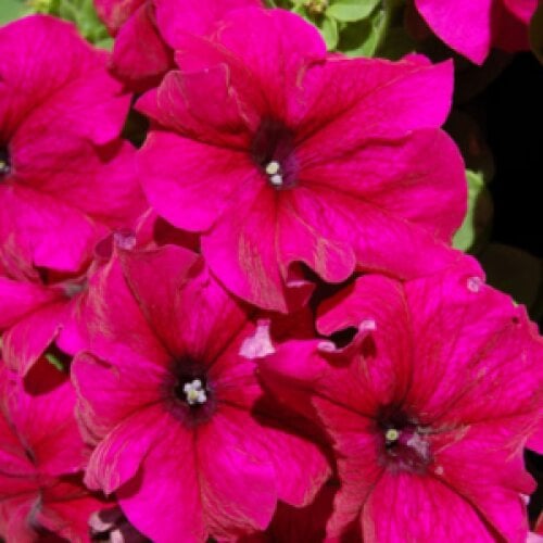 Семена цветов Hem Genetics Петуния крупноцветковая Limbo GP Burgundy 5000 шт. (BN11113)