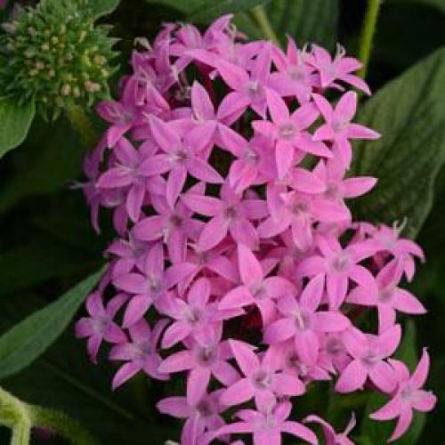 Семена цветов PanAmerican Пентас ланцетный BUTTERFLY ORCHID 5 шт. (BN07375-4)