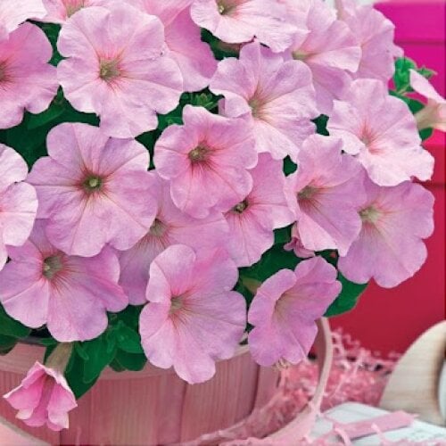 Насіння квітів Петунія ампельна Trilogy F1 Pink Lips Takii seed 25 шт. (BN11683-3)