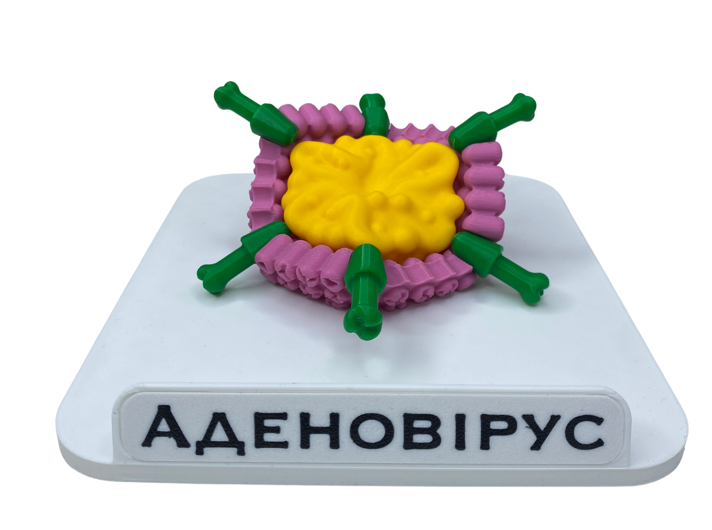 Модель обучающая демонстрационная Аденовирус
