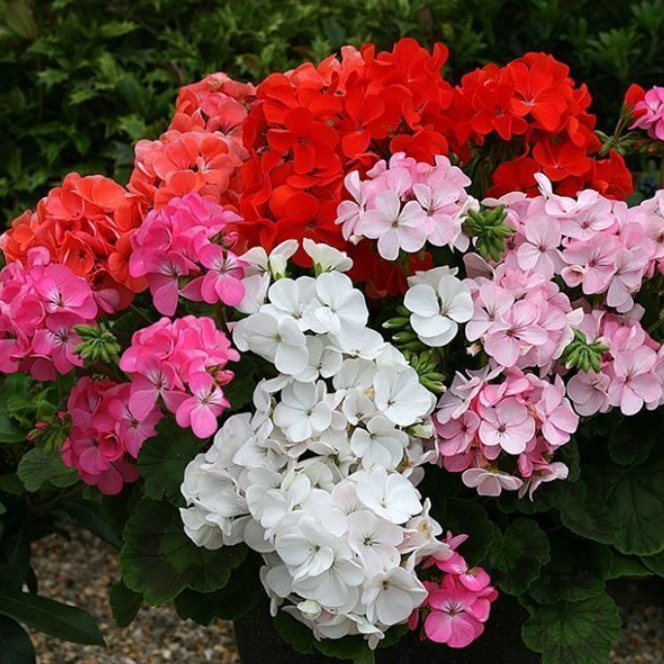 Семена Пеларгония Бордюр смесь Професійне насіння ТД Гекса-Украина 02-04-022 10 шт. (IR002899)