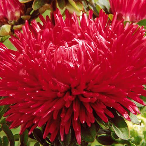 Семена Астра Florium пионоподобная Фламинг Темно-розовый (17749) Семена Астра Florium пионоподобная Фламинг Темно-розовый (17749)