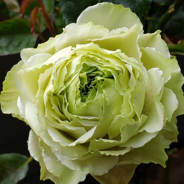 Роза Green Romantica Чайно-гибридная в контейнере (2677332366)