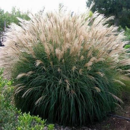 Саженцы Мискантус китайский Грацилимус \Miscanthus sinensis Gracillimus в горшке 0,5 л