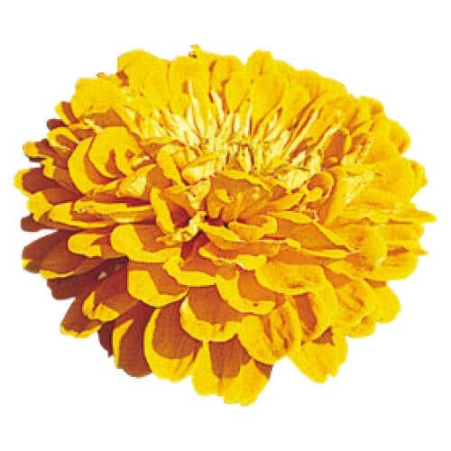 Семена цветов Циния Benary's Giant Golden Yellow Benary 100 шт. (BN02855-3)