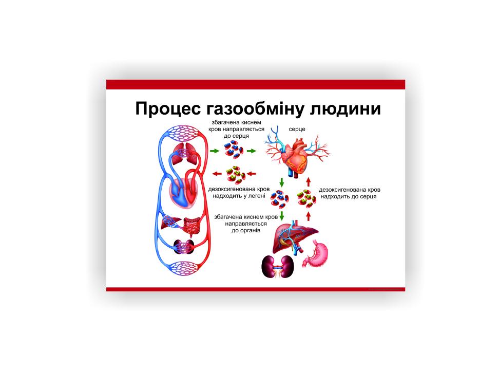 Плакат Vivay "Процесс газообмена человека" 60х40 см (25764080)