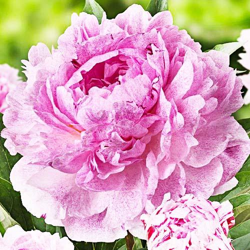 Пион Florium Sarah Bernhardt Unique (10148)