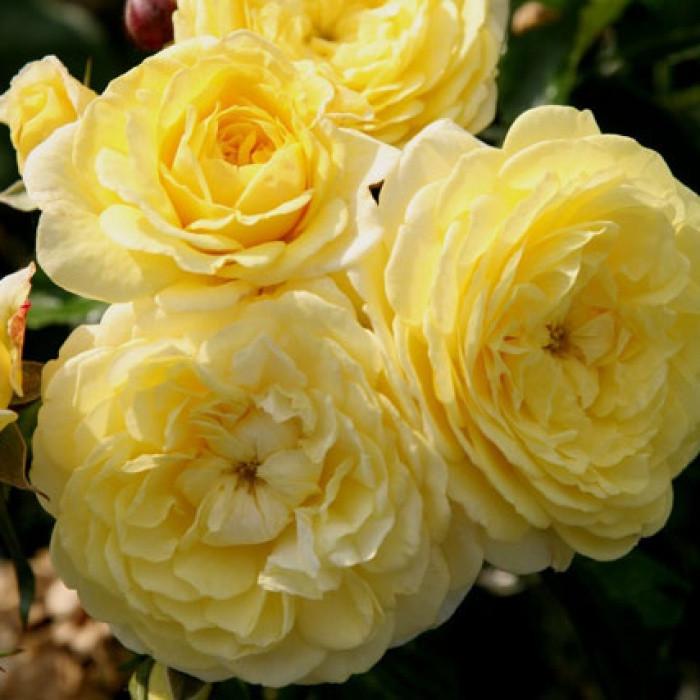 Роза Velet Solero Флорибунда в контейнере (2558773075)