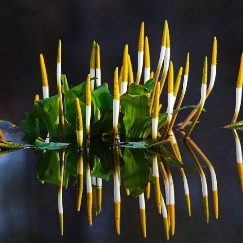 Оронтиум водный Florium - фото 3 Оронтиум водный Florium - фото 3
