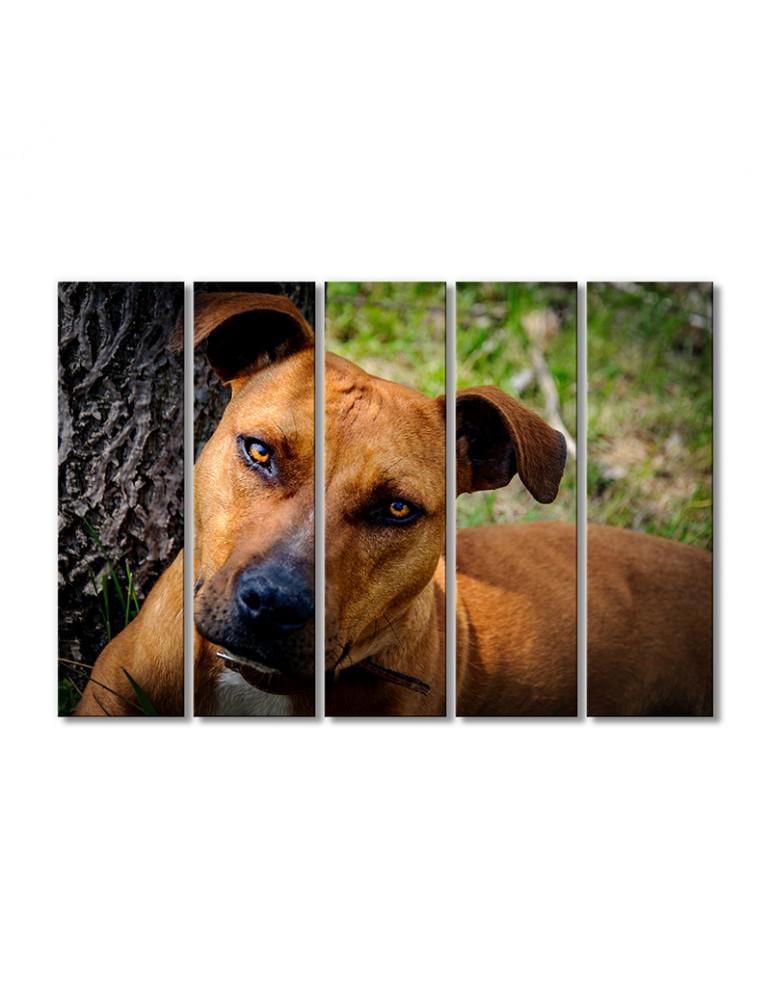 Картина модульная Питбуль 5 модулей 80x120 см