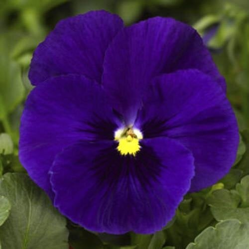 Семена цветов Виола Delta F1 Deep Blue Syngenta 100 шт. (BN05565-3)