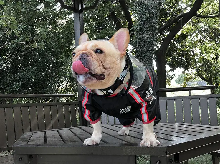 Дождевик для собак с капюшоном Dog Face XL Черный - фото 6 Дождевик для собак с капюшоном Dog Face XL Черный - фото 6