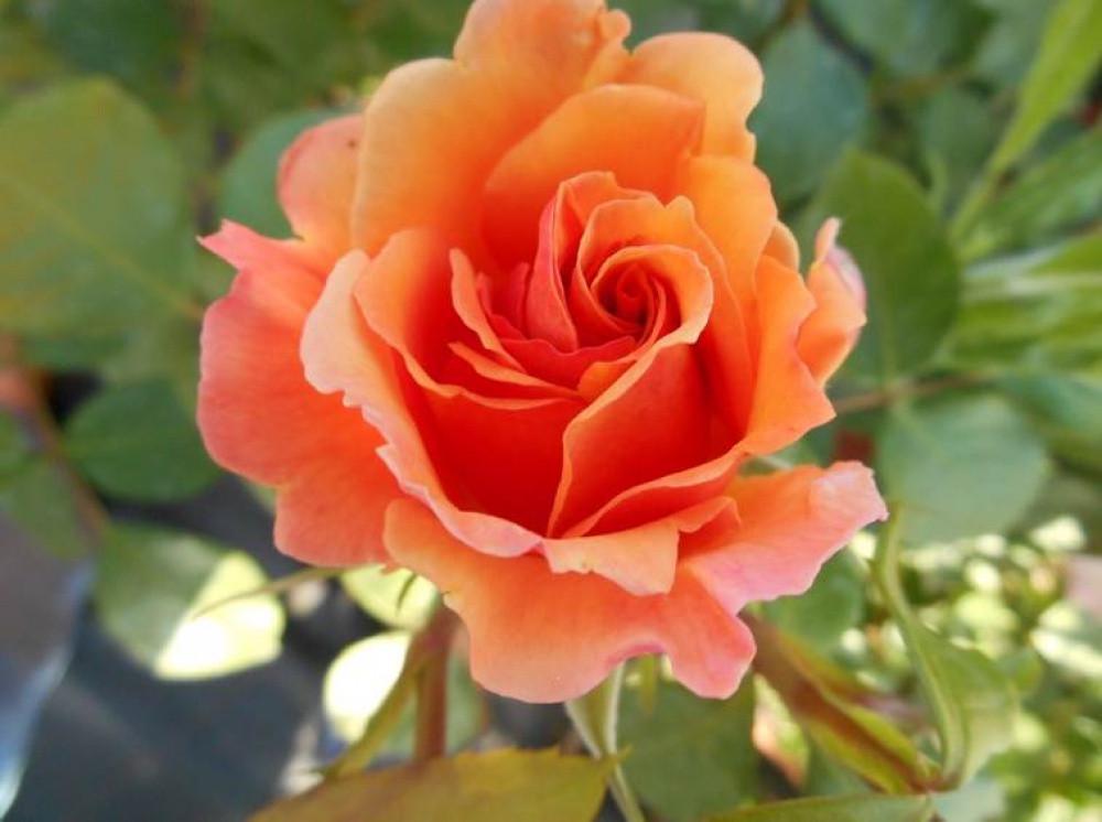 Троянда Velet Arabia Шраб в контейнері (2669431284) - фото 4 Троянда Velet Arabia Шраб в контейнері (2669431284) - фото 4