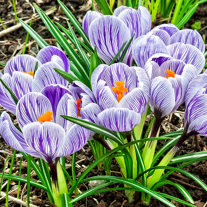 Крокус крупноцветковый Кинг оф Страйпед King Of The Striped 3 шт. (38277826)