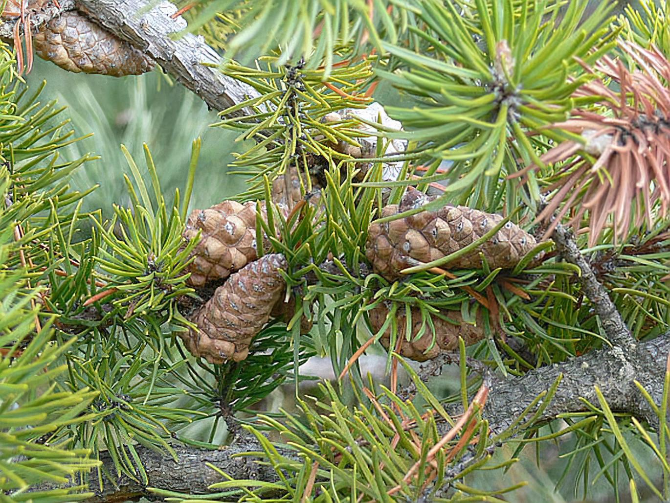Сосна Банкса Pinus banksiana Lamb. 1 шт. (38292405)