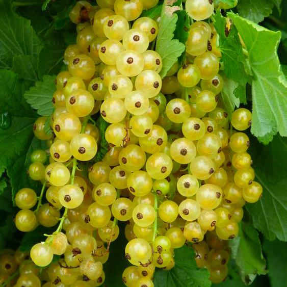 Саджанець смородини білої Імператорська рання біла (644543552)