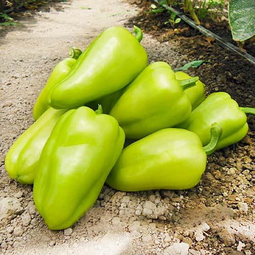 Семена Перець Florium Лотта F1 (15904)