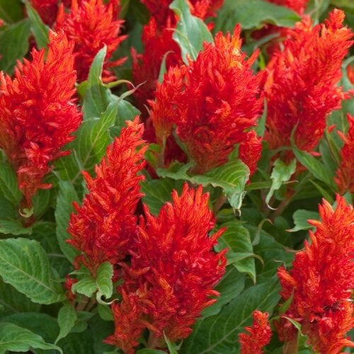 Семена цветов Целозия перистая Arrabona Green Leaf Red Hem Genetics 250 шт. (BN11090-2)