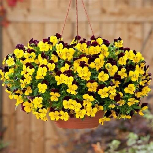 Семена цветов Виола ампельная COOL WAVE F1 RED WING PanAmerican 25 шт. (BN05940-3)