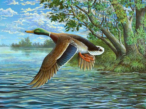 Алмазная мозаика на подрамнике Утка над рекой 40x30 см (DM.174-pdr)