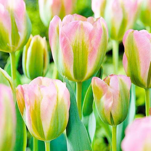 Тюльпан Florium Groenland (5748)