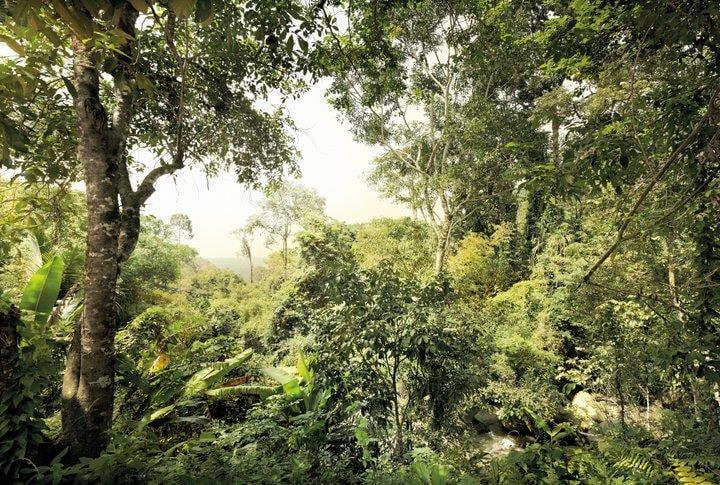 Обои Панно Komar Dschungel флизелиновые моющие 368х248 см (ххL4-024)