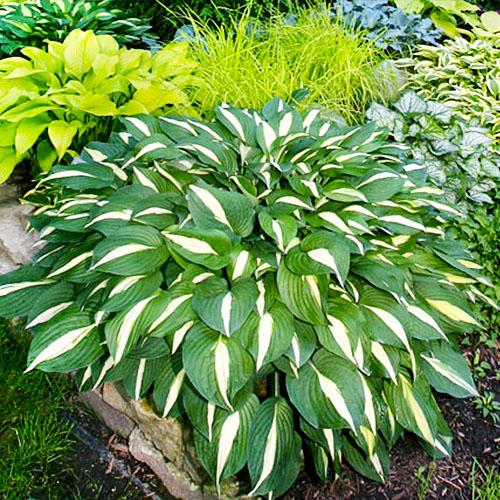 Хоста Florium White Bikini (12973)