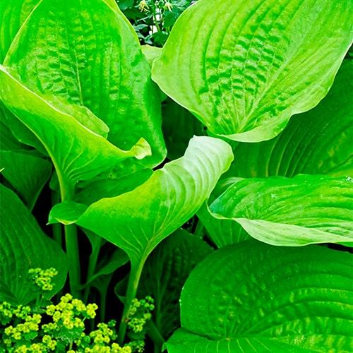 Хоста гібридна Sum and Substance С3 (29294248)