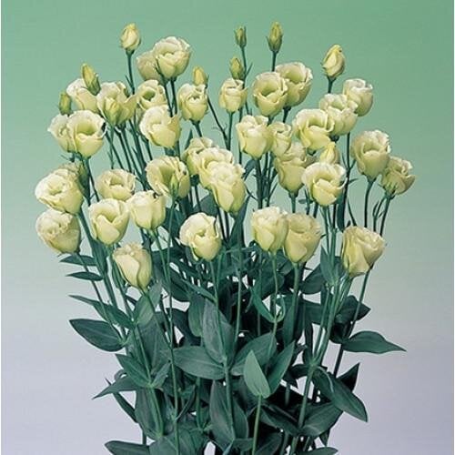 Семена цветов Эустома Лизиантус Super Magic Yellow Takii 50 шт. (BN08846-3)