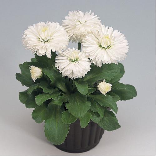 Семена цветов Benary Маргаритка Rogli White 250 шт. (BN02966-3)