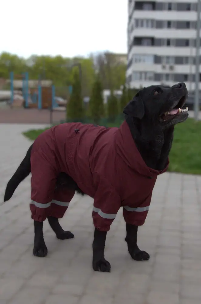 Дождевик Dogs Bomba для больших собак Бордовый (MB-5/11)