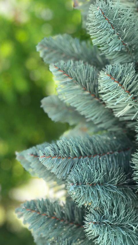 Ялинка Альпійська вузька 220 см Блакитний (410/220/B) - фото 3 Ялинка Альпійська вузька 220 см Блакитний (410/220/B) - фото 3