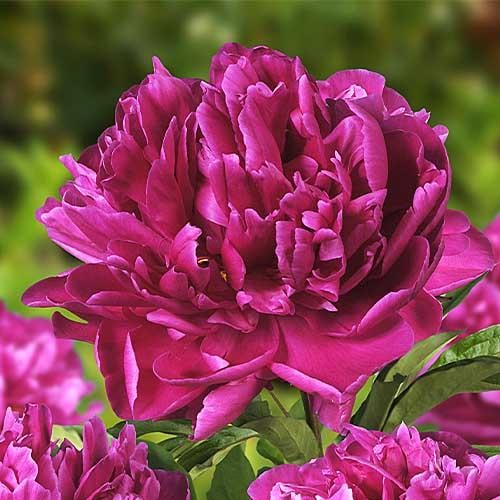 Пион Florium Karl Rosenfield (5599)