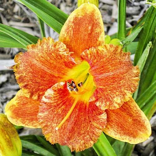 Лілійник Florium Spacecoast Freaky Tiki (6951)