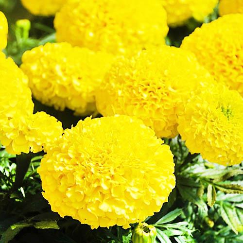 Семена Бархатцы Florium Лунный Свет (6228)