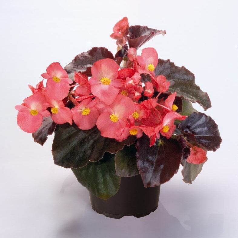 Семена цветов Бегония BIG Pink Bronze Leaf Benary 25 шт. (BN10201-3)