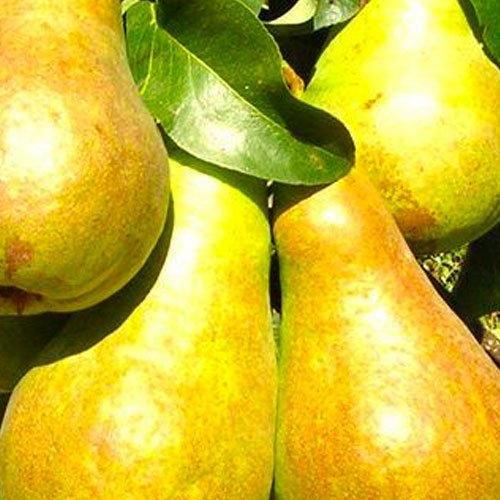 Сажанец Эксклюзив Груша солнечного цвета Медовое наслаждение Honey pleasure премиальный высокоурожайный сочный сорт (47679)