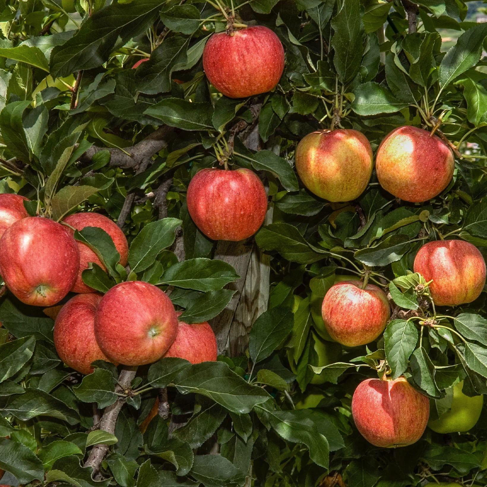 Саженец Яблоня Телеста 1 шт. - фото 4