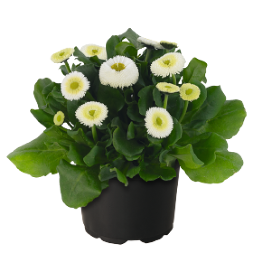 Насіння квітів Benary Маргаритка BellaDaisy White 500 шт. (BN11628-2)