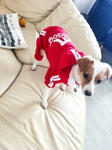 Костюм спортивный для собак с надписью "Adidog" M Красный (1912712899) - фото 3 Костюм спортивный для собак с надписью "Adidog" M Красный (1912712899) - фото 3