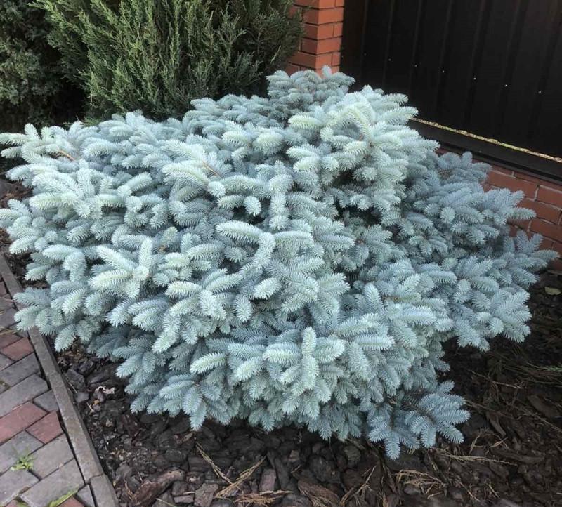 Ялина колюча Глаука Глобоза штамб 80-100 см (2669484357) Ялина колюча Глаука Глобоза штамб 80-100 см (2669484357)