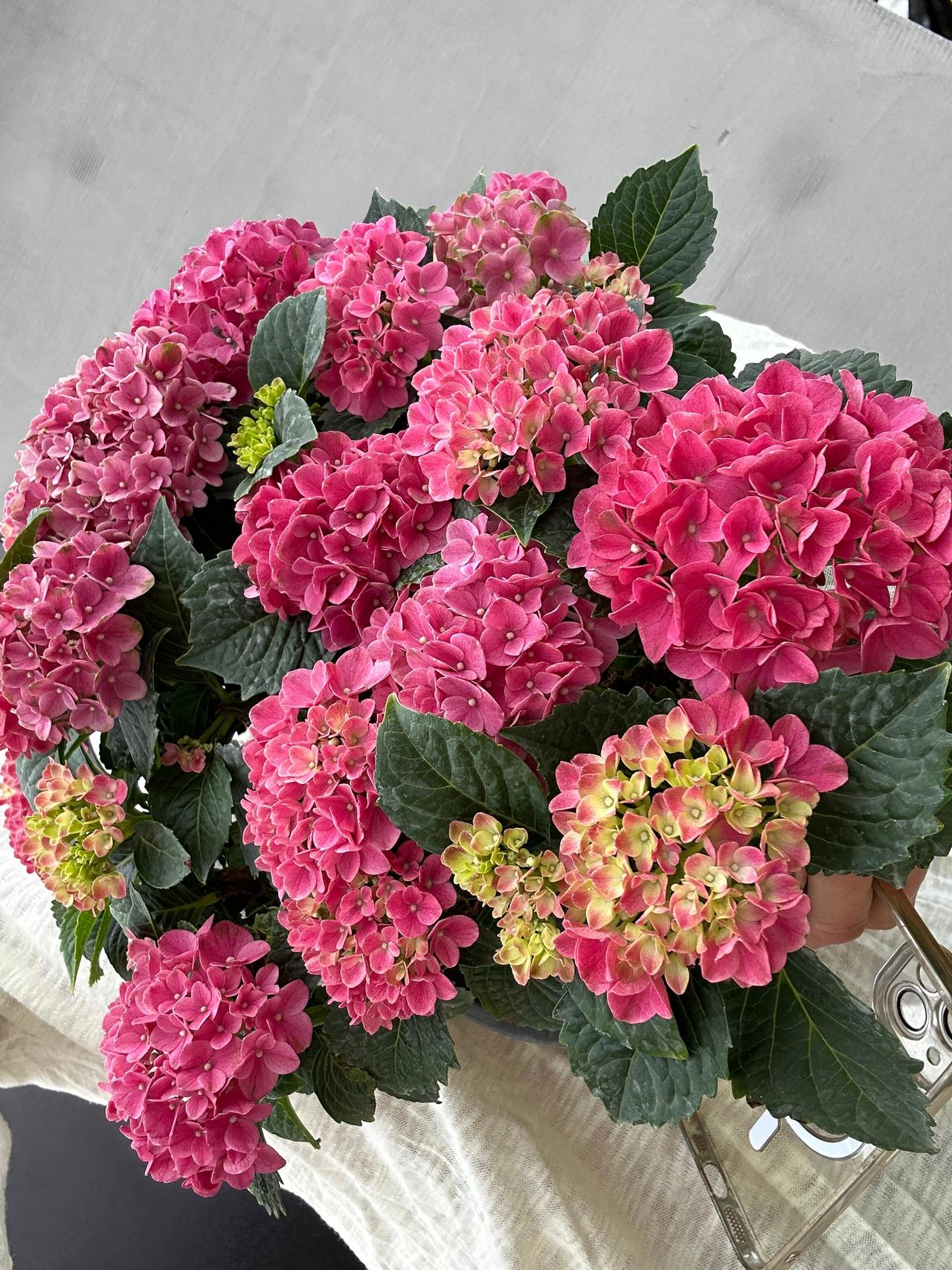Гортензія крупнолиста Таблетенсія Пінк Tabletensia Pink 1 шт. (38299613)