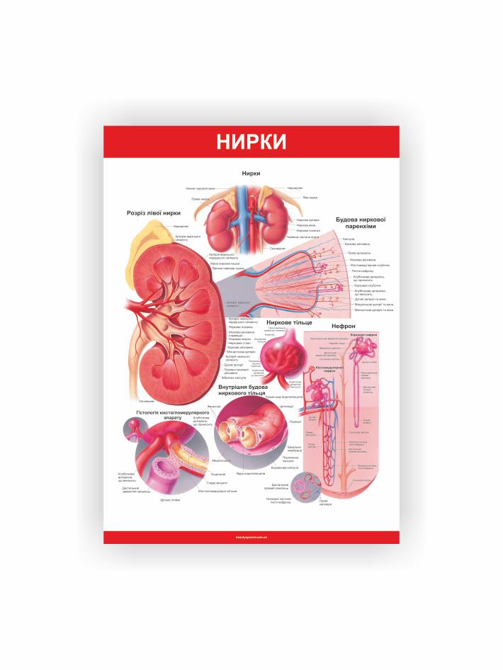 Плакат Vivay Почки 30х40 см (25636101)