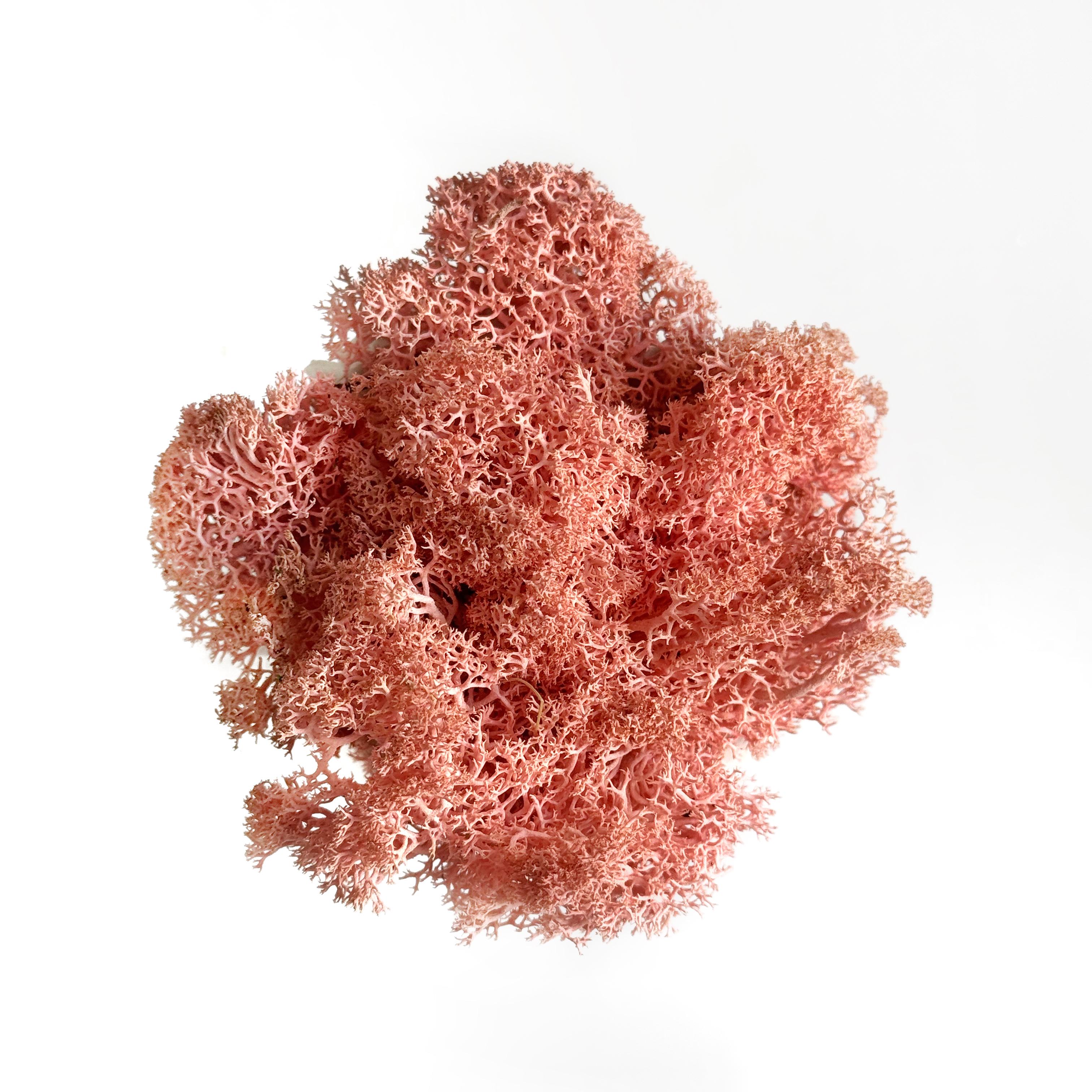 Мох ягель стабилизированный 15 гр. Розовый