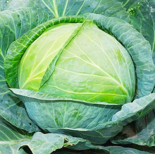 Насіння Капуста білокачанна Анкома F1 ТД Гекса-Україна 01-06-180 1000 шт. (IR02541)