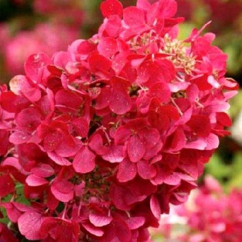 Саженец гортензии метельчатой Hydrangea paniculata Mega Mindy Р9 (1353263092) - фото 2