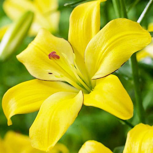 Лілія Florium Yellow Cocotte (4526) Лілія Florium Yellow Cocotte (4526)