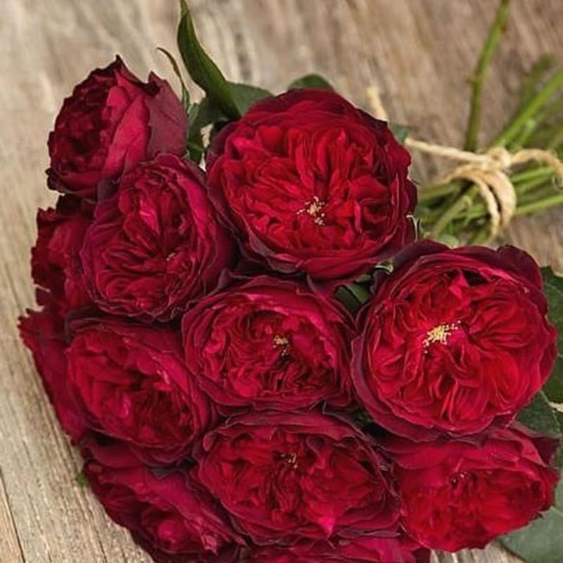 Роза английская Velet Tess в контейнере (2558773464) - фото 5