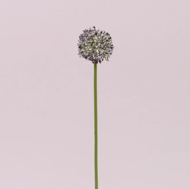 Цветок Чеснока Flora Бело-фиолетовый (72883)