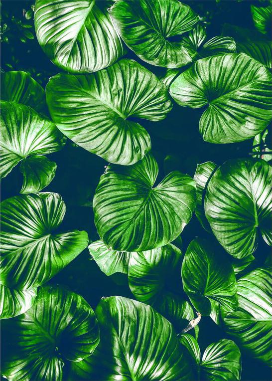 Алмазна мозаїка Emerald Craft Листя монстери 30x20 см (25417)